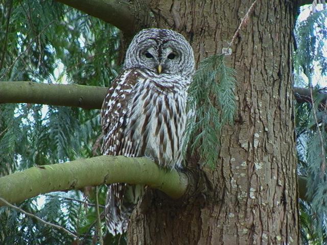 http://owling.com/barred-owl2.JPG