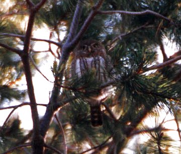 Cape Pygmy-Owl