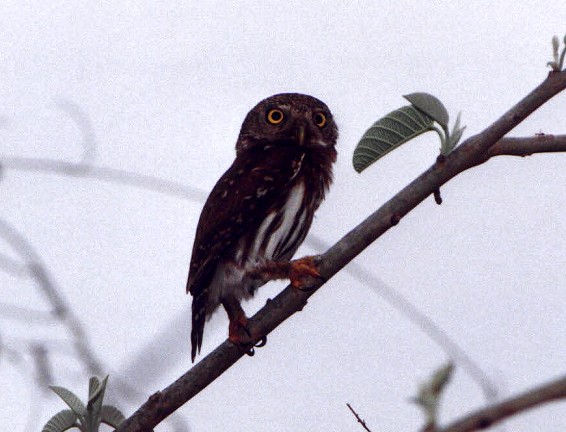 Colima Pygmy-Owl