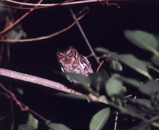 Guatemalan Screech-Owl