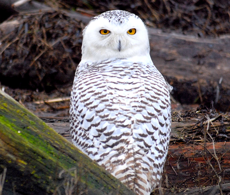 Snowy Owl by Jack Holmes © 2006 