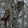 Great Gray Owl Photo