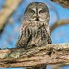 Great Gray Owl Photo