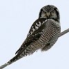 Northern Hawk Owl Photo