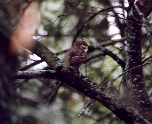 Mountain Pygmy-Owl