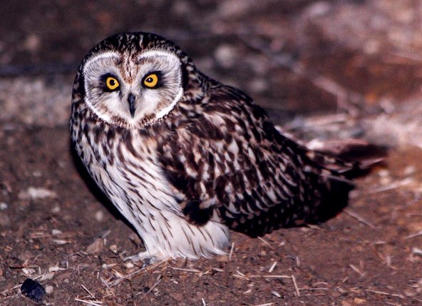 Short-eared Owl by Dan Lockshaw  2000 