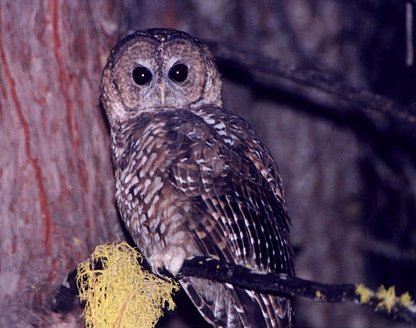 Spotted Owl by Dan Lockshaw  2000 
