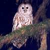 Barred Owl Photo