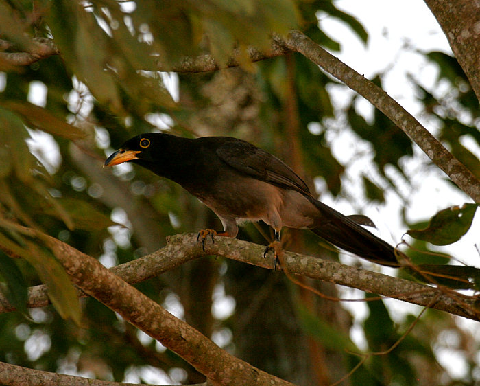 Brown Jay