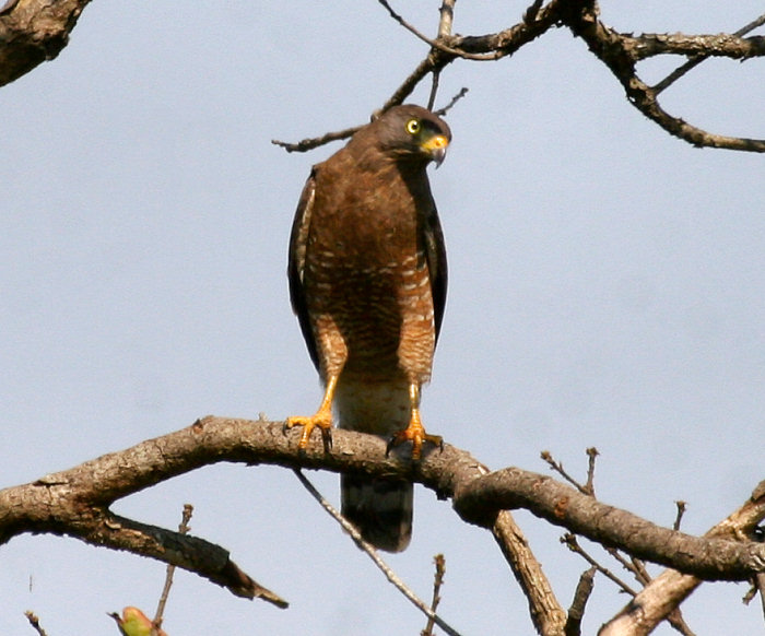 Hook-billed Kite