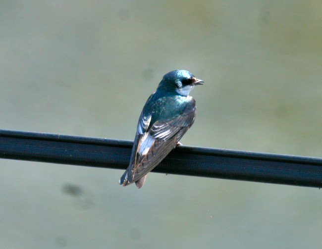 Mangrove Swallow