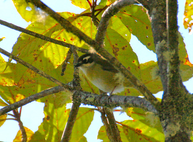 Sierra de Juarez, Oaxaca, Mexico 