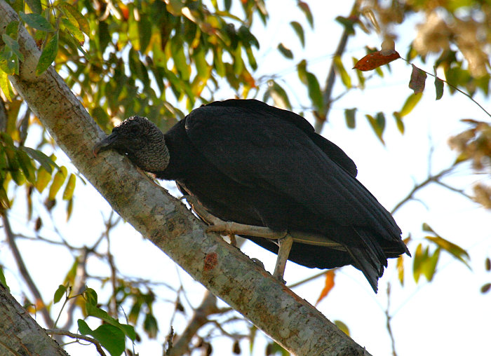 Black Vulture