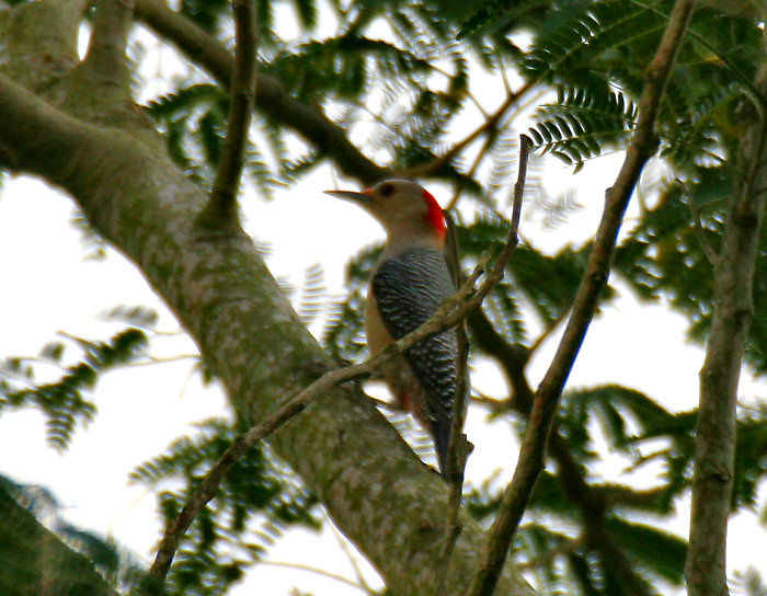 Golden-fronted Woodpecker