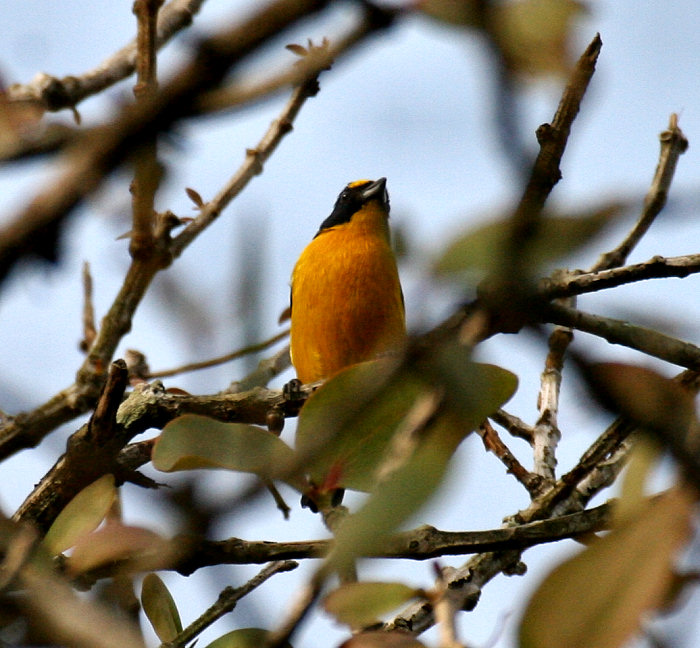 Yellow-throated Euphonia