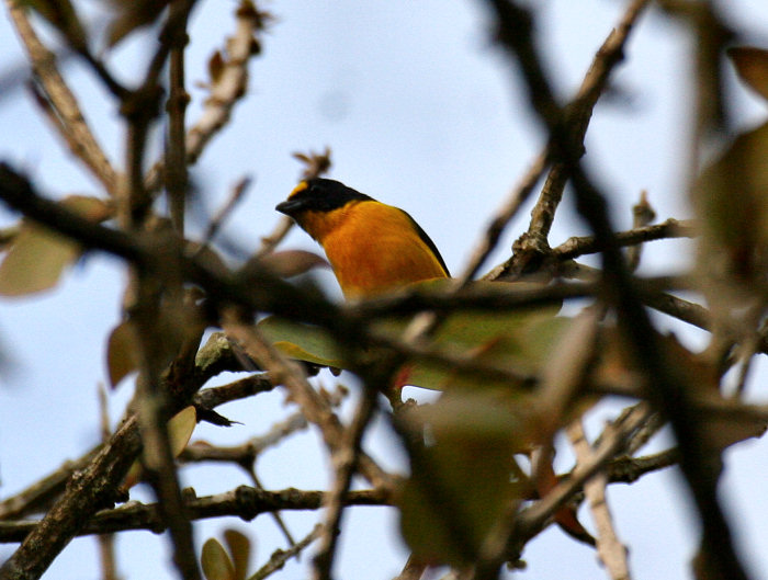 Yellow-throated Euphonia