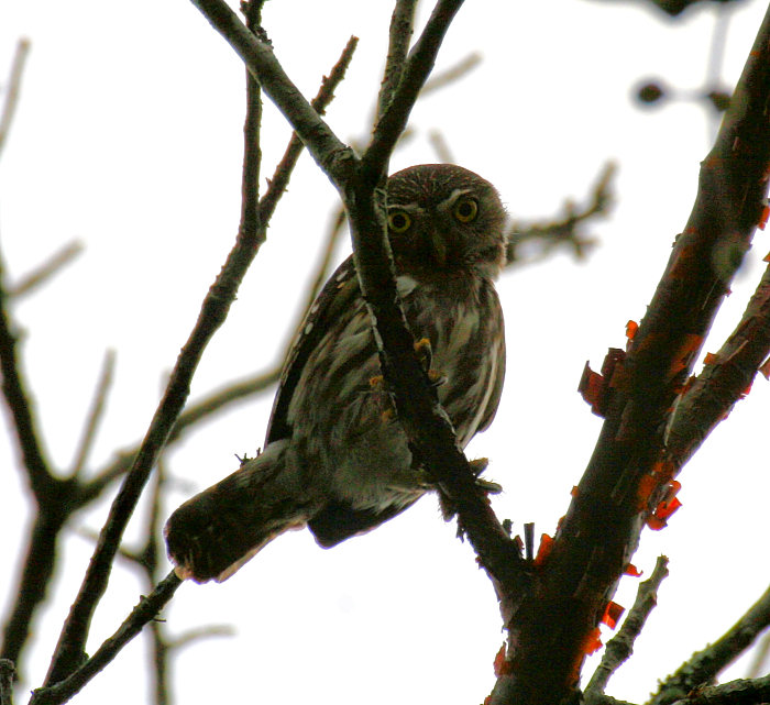 Ferruginous Pygmy-Owl