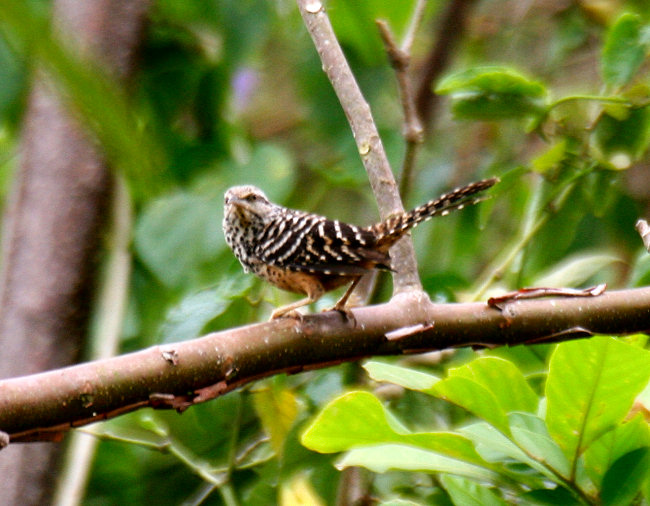 Band-backed Wren