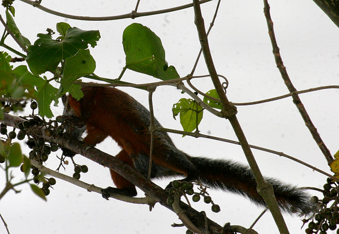 Mexico Squirrel Photo