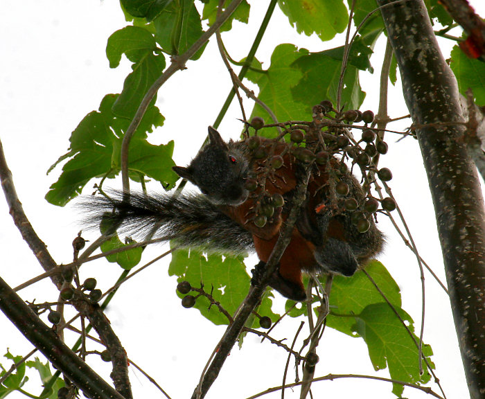 Mexico Squirrel Photo