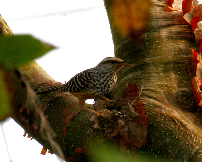 Band-backed Wren