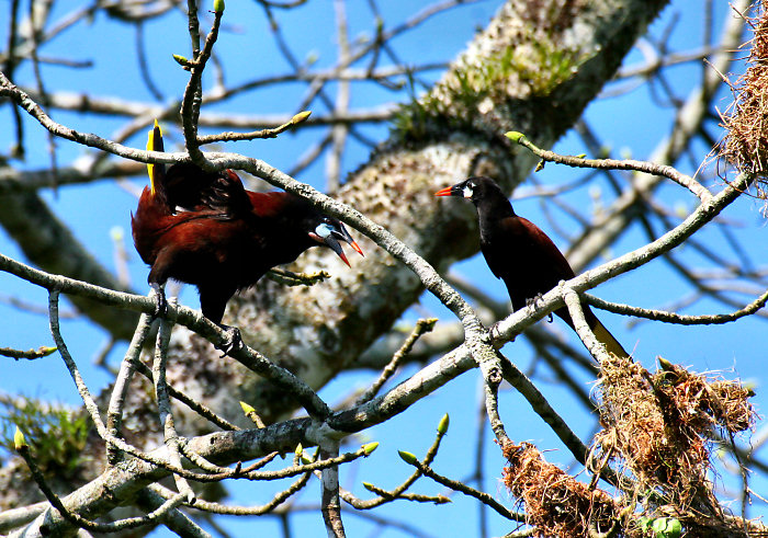 Montezuma Oropendola