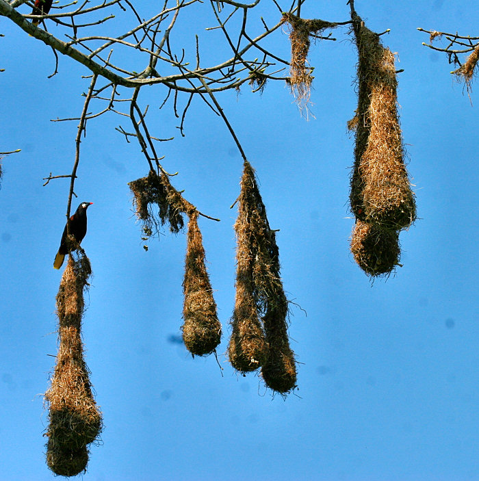 Montezuma Oropendola Nests