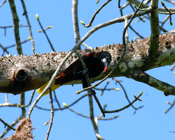 Montezuma Oropendola