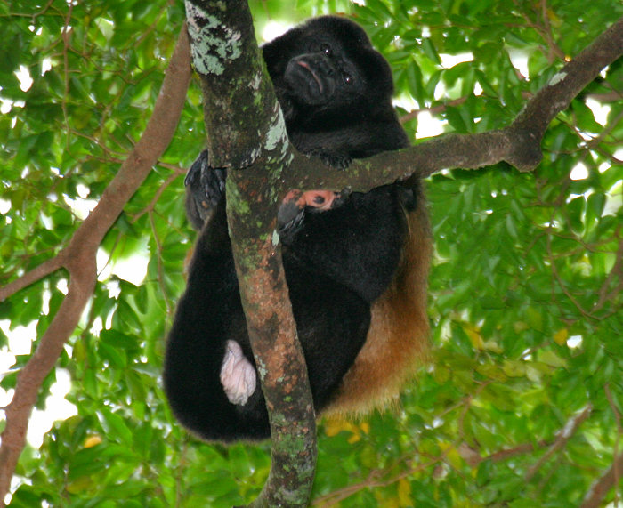 Howler Monkey