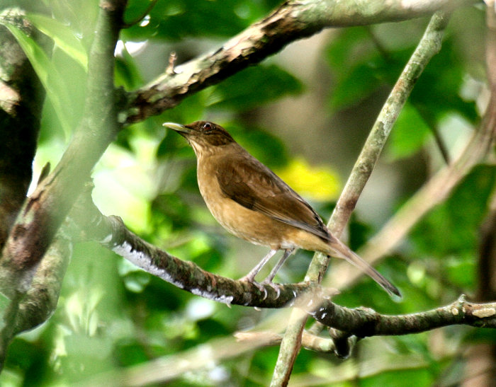 Clay-colored Thrush