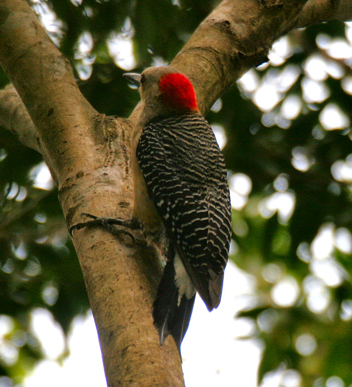 Golden-fronted Woodpecker