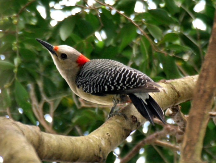 Golden-fronted Woodpecker