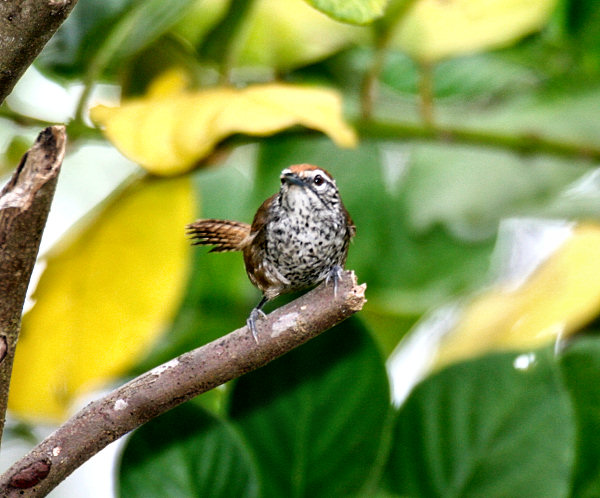 Spot-breasted Wren