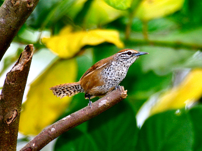 Spot-breasted Wren