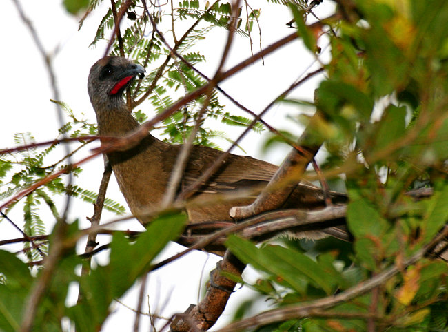 Plain Chachalaca