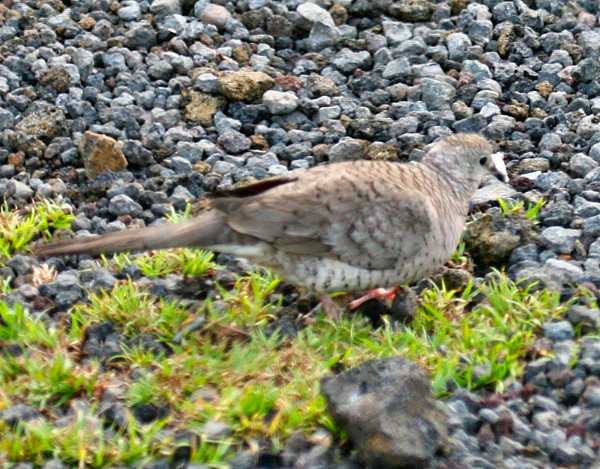 Inca Dove