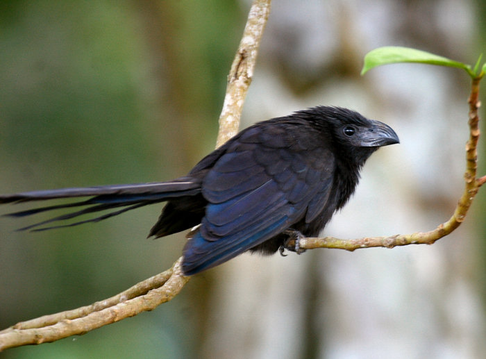 Groove-billed Ani