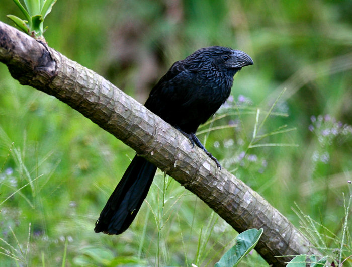 Groove-billed Ani