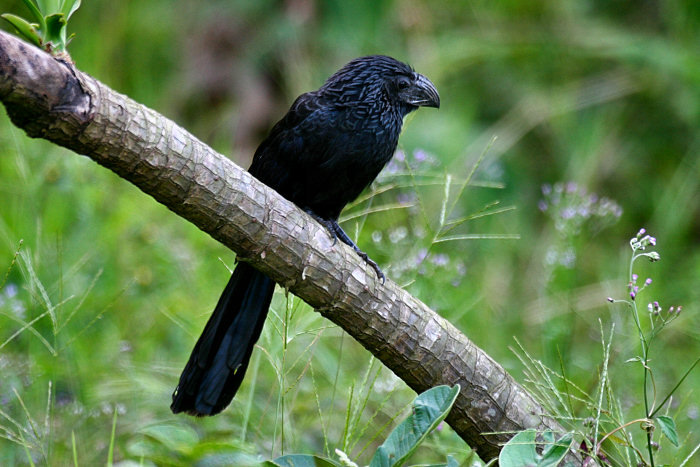 Groove-billed Ani