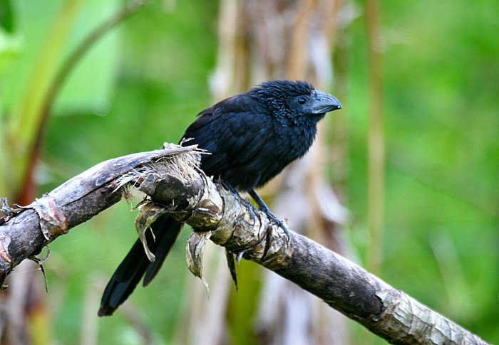 Groove-billed Ani