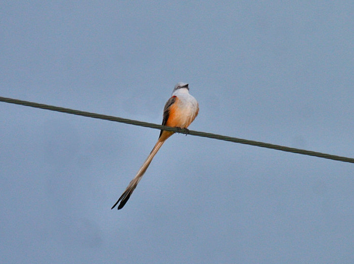 Scissor-tailed Flycatcher