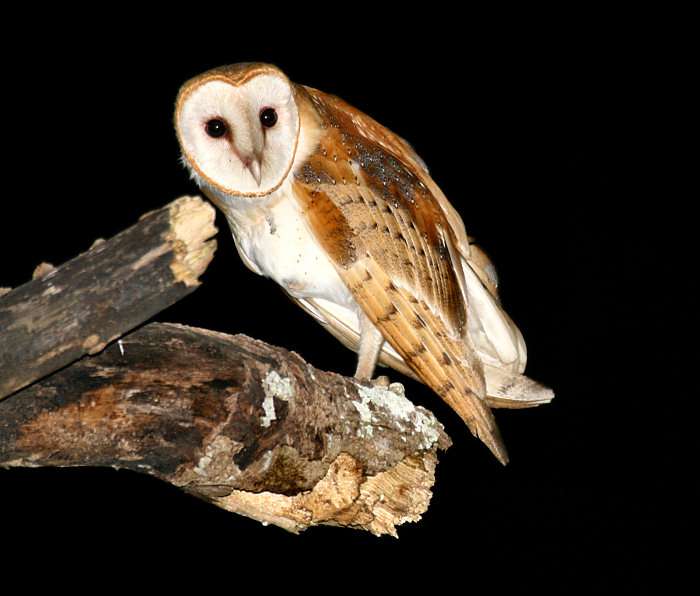 Barn Owl