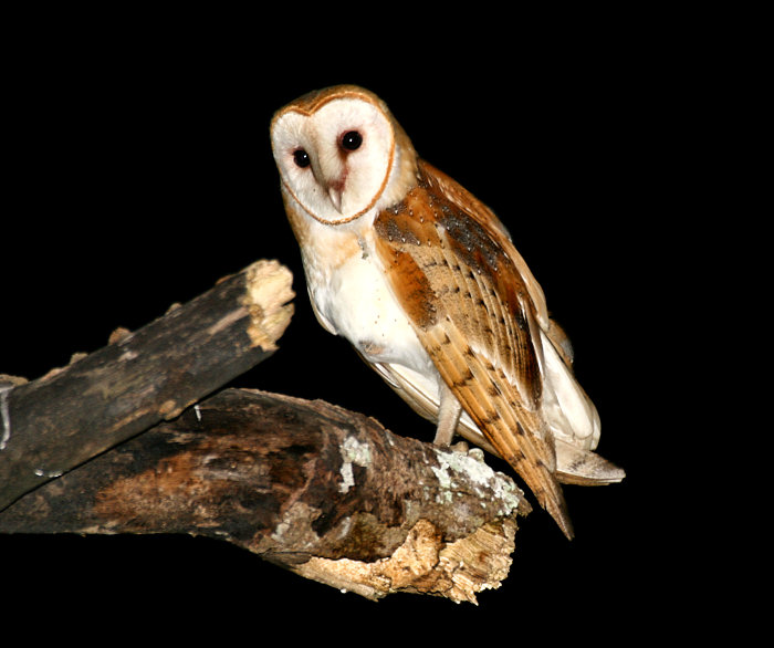 Barn Owl