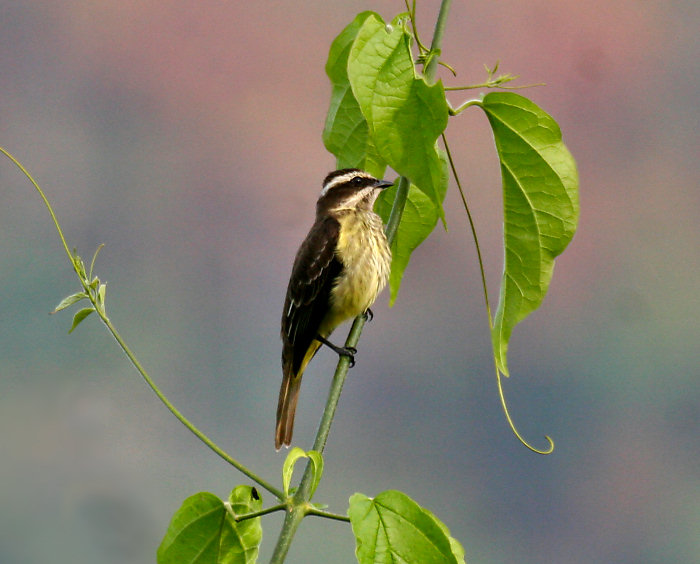 Piratic Flycatcher