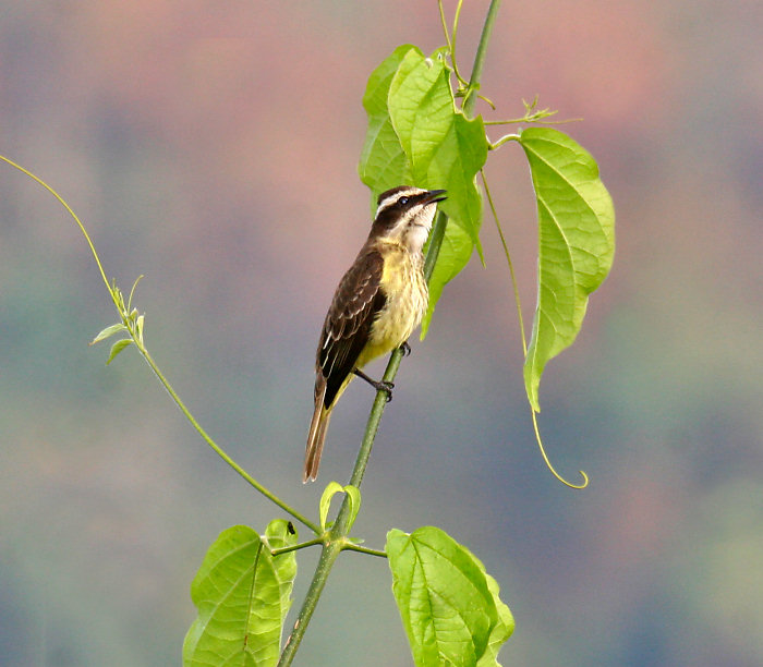 Piratic Flycatcher