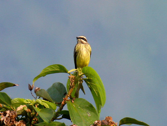 Piratic Flycatcher