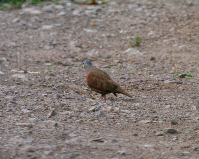 Ruddy Ground-Dove