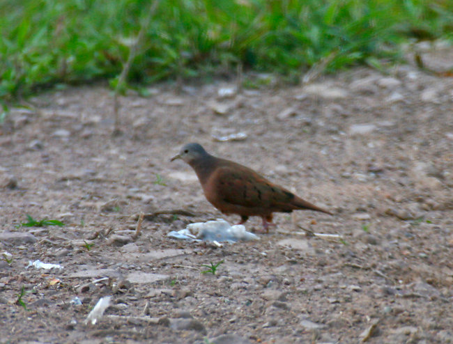 Ruddy Ground-Dove