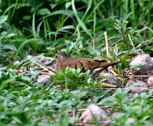 Ruddy Ground-Dove