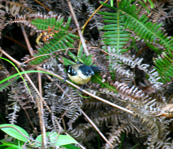 White-collared Seedeater